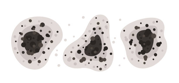 Best Comprehensive Air Testing for Mold Contaminants  in Elgin, OR