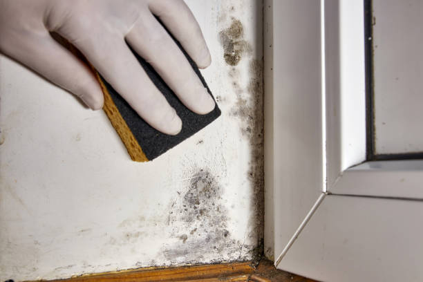 Best Commercial Mold Inspection  in Elgin, OR