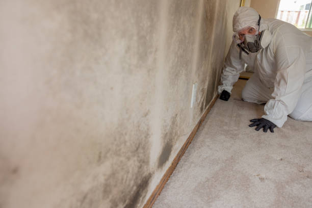 Best Mold Odor Removal Services  in Elgin, OR
